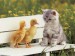 cat and duck.jpg